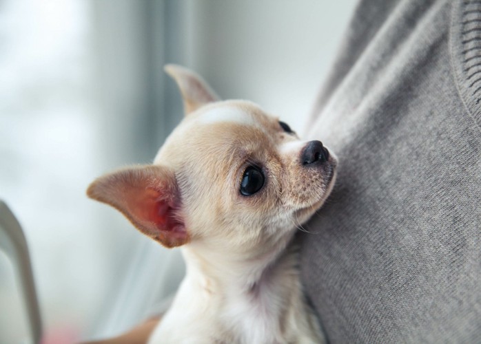 抱っこされながら人を見上げるチワワの子犬