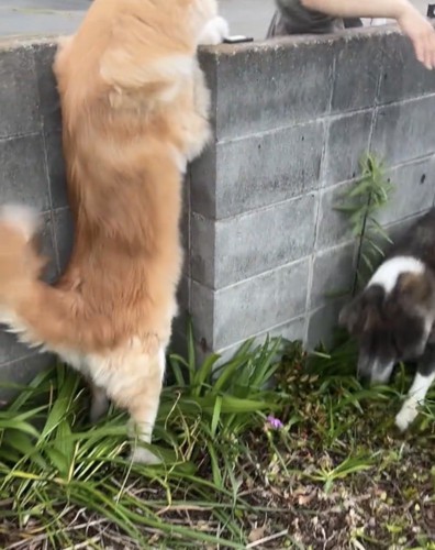 塀越しに迎える犬たち