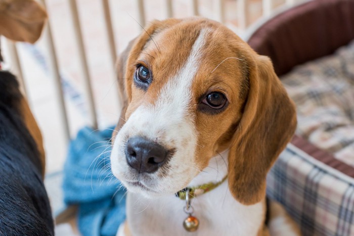 ケージの中の子犬