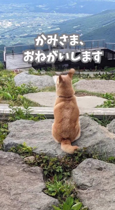 「家族が欲しい」