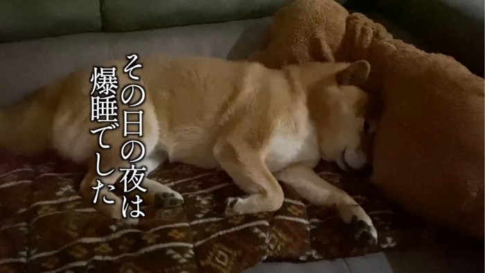 眠る犬