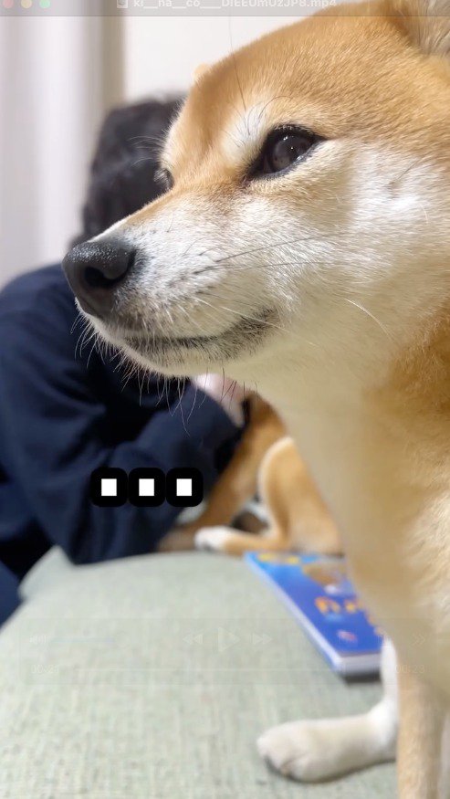 目を開いて遠くを見つめる犬