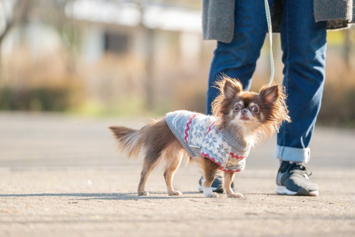 飼い主と散歩する服を着たイザベラのチワワ
