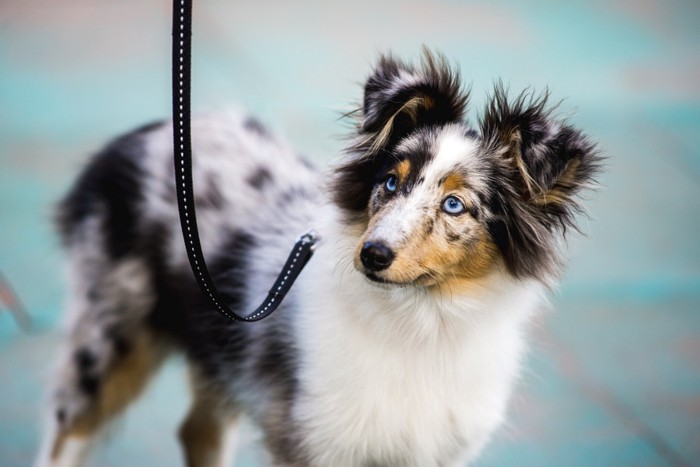 目が水色の犬