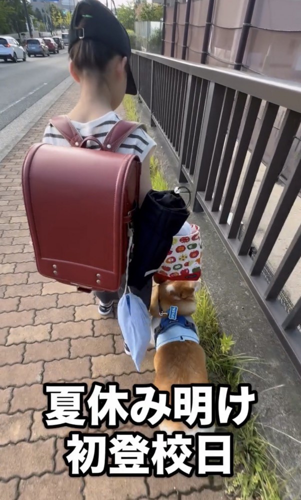 人と並んで歩く犬