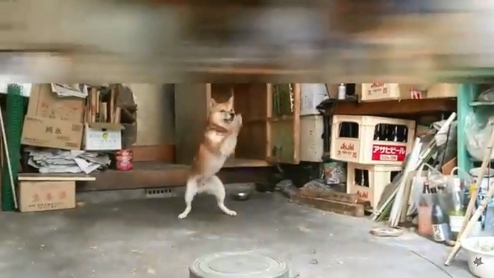 歓迎する柴犬さん