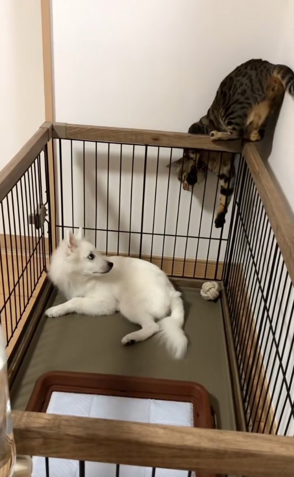 隙間に入り込むナルちゃん