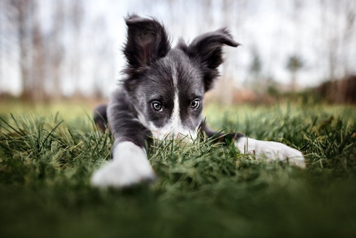 草むらにフセをして見つめる犬