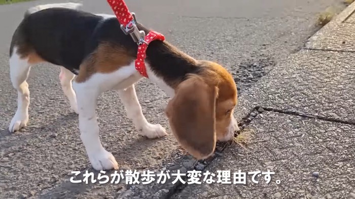 草のニオイを嗅ぐラッピーちゃん