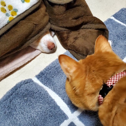 猫ちゃんがガン見！