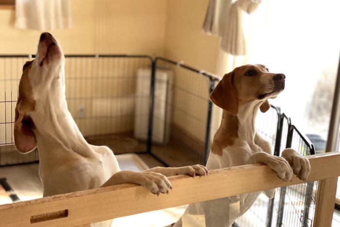 ケージの中で立ち上がる2匹の犬