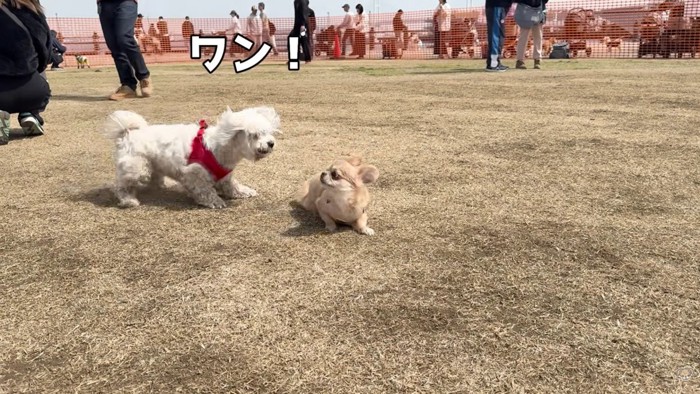 吠えられてしまいました！