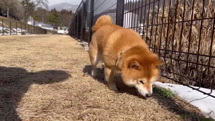 うにくんものんびり散策♪