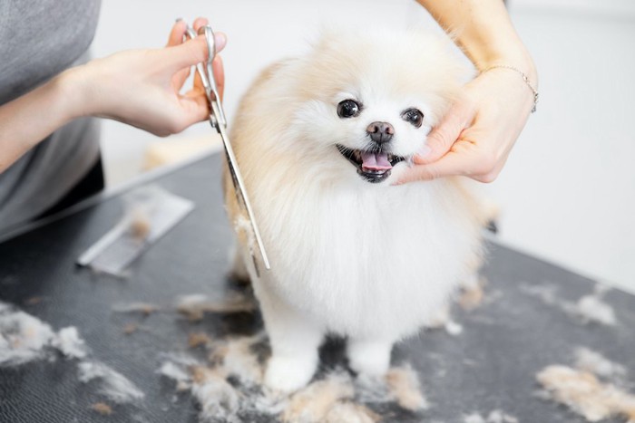 笑顔でカットされている犬