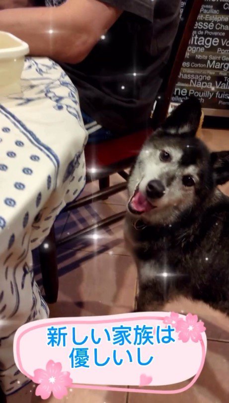 家族のそばに来て笑顔を見せる犬