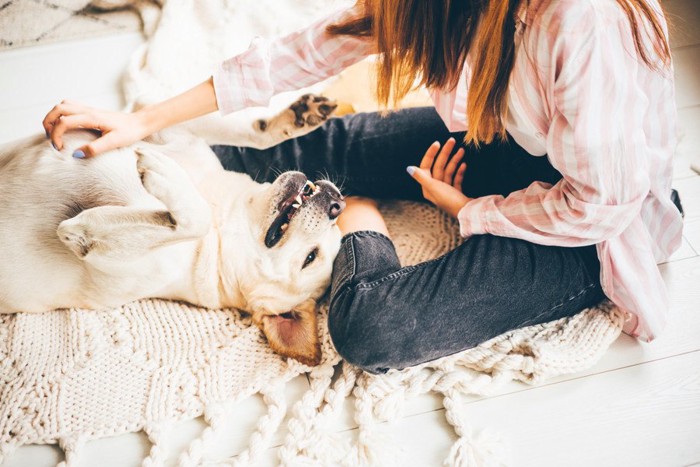 仰向けで女性に甘える犬