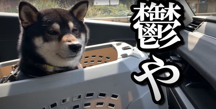 クレートの中で遠くを見つめてしょんぼりする柴犬