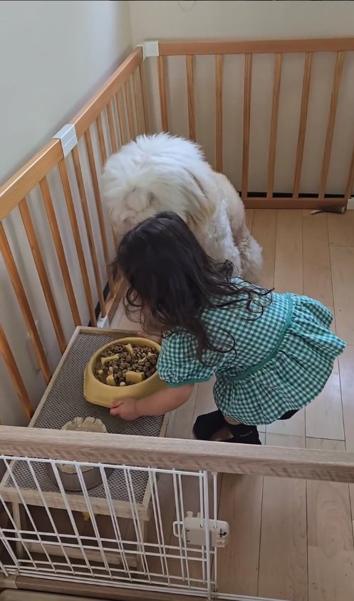 犬の前のご飯を置く子供