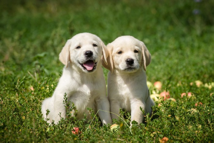 芝生の上にいる2匹の子犬