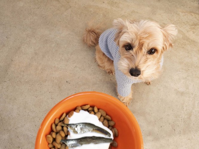 茶色の犬