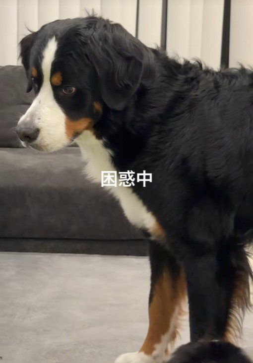 きなこちゃんは困惑気味