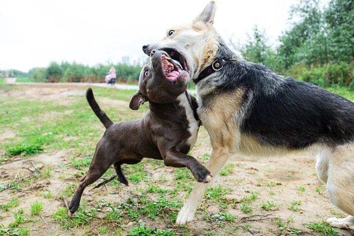 犬歯剥き出しで喧嘩する犬