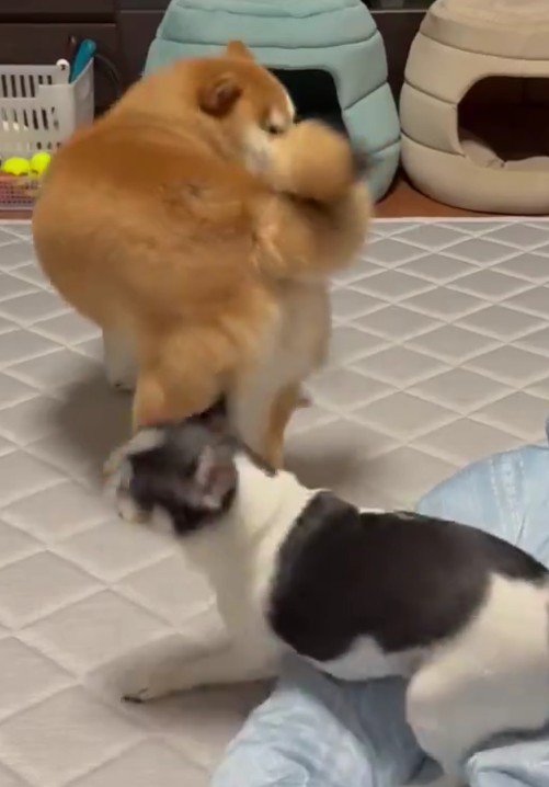 堪忍袋の緒が切れた！