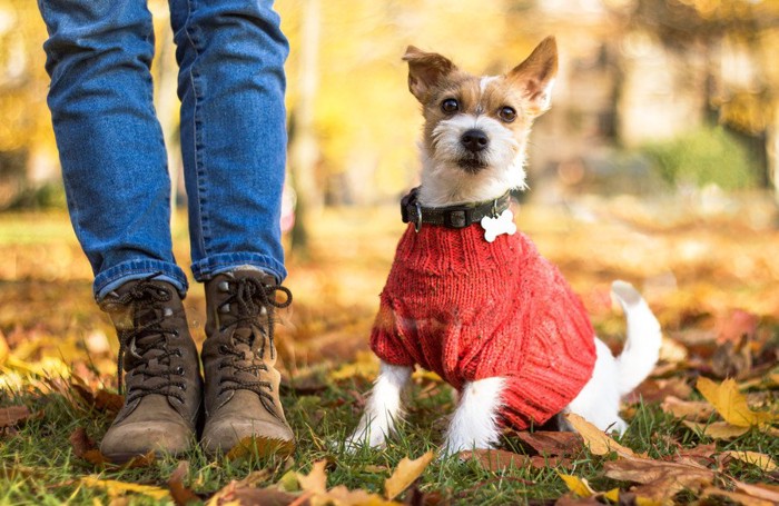 洋服を着ている犬