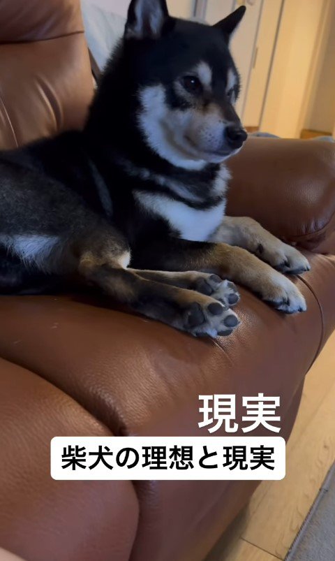 柴犬を飼う理想と現実10