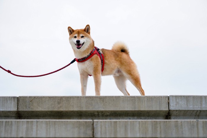 柴犬、赤いハーネスとリード