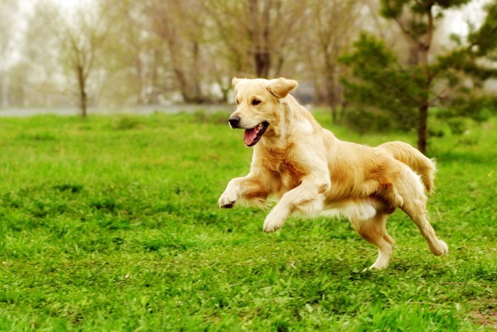 芝生で走る犬