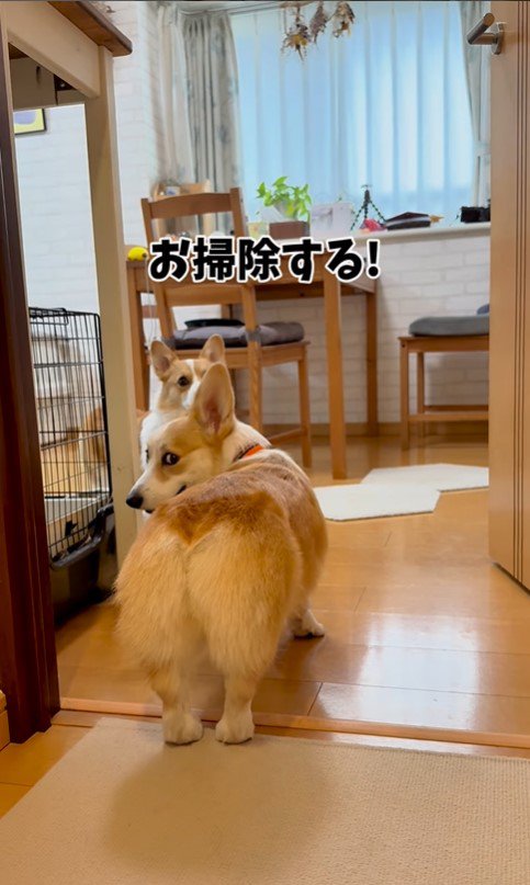 お兄ちゃんが学校に行った後のココちゃん＆ナッツちゃん8