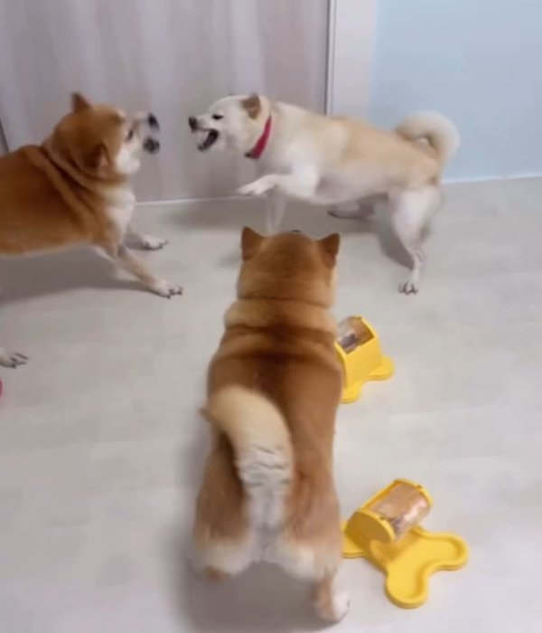 3匹の犬1