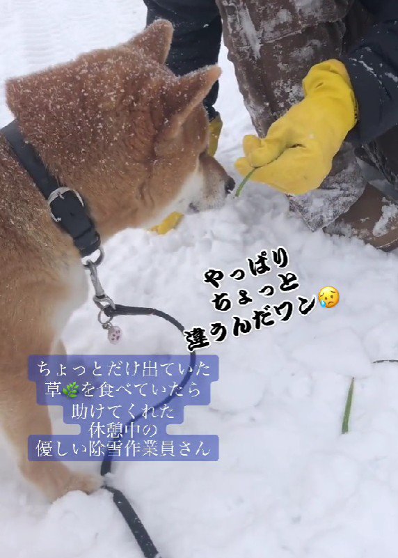 草を差し出すと…