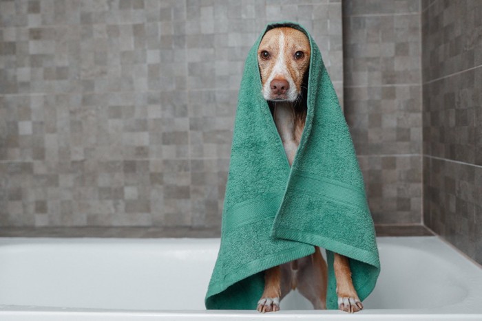 お風呂上がりの犬