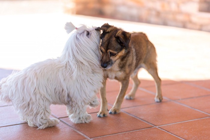 挨拶する犬同士