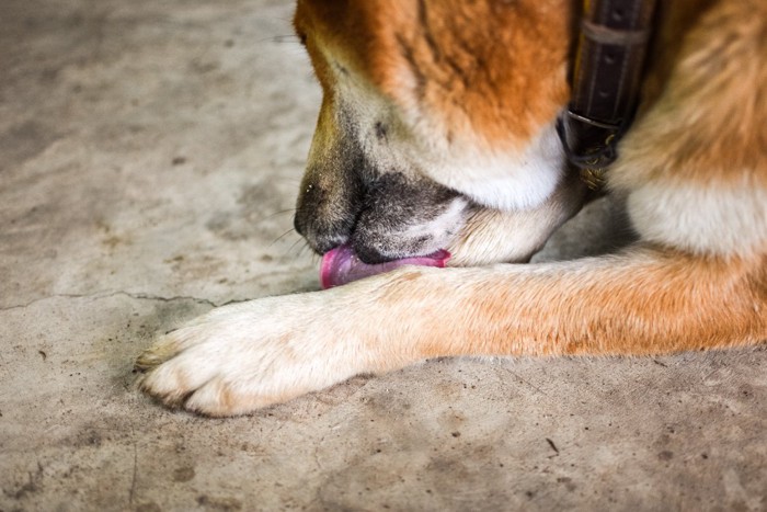 前足を舐める犬