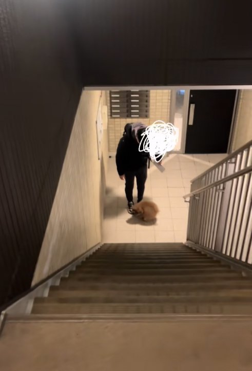 飼い主を迎えに行く小型犬