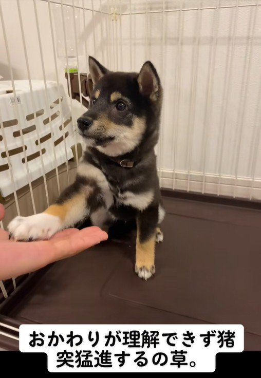 芸の練習中のもずくちゃん4