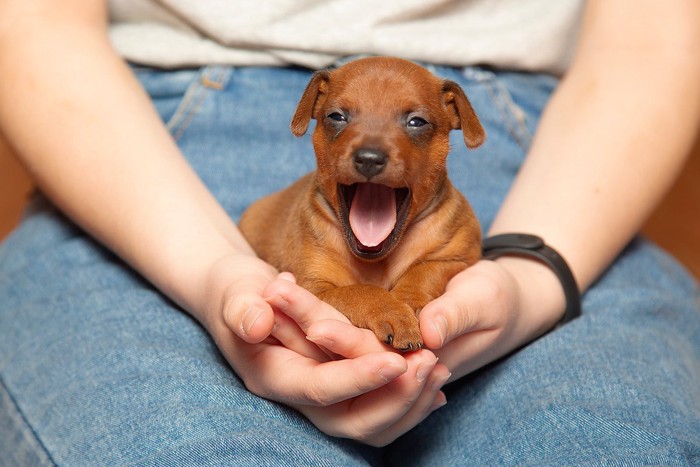 膝の上であくびをする子犬