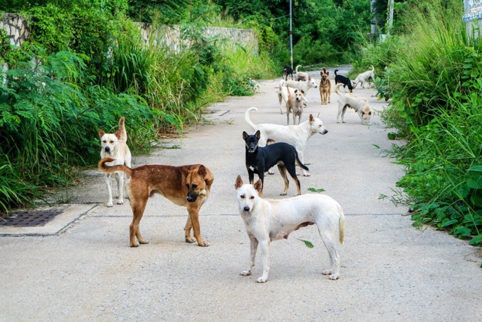 ストリートの野良犬たち