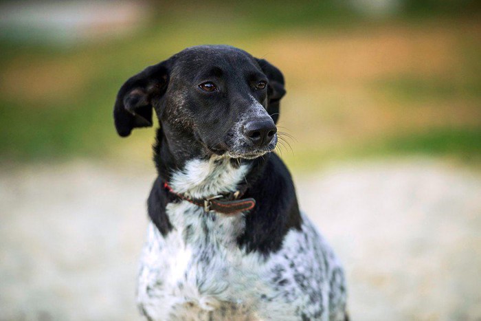 雑種犬