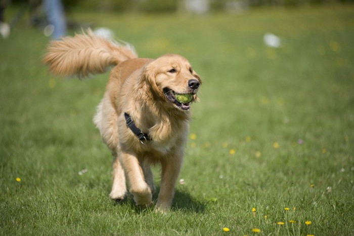 嬉しそうに尻尾をふる犬