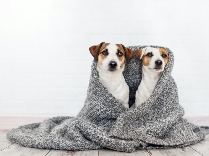 寄り添ってブランケットに包まる2頭の犬