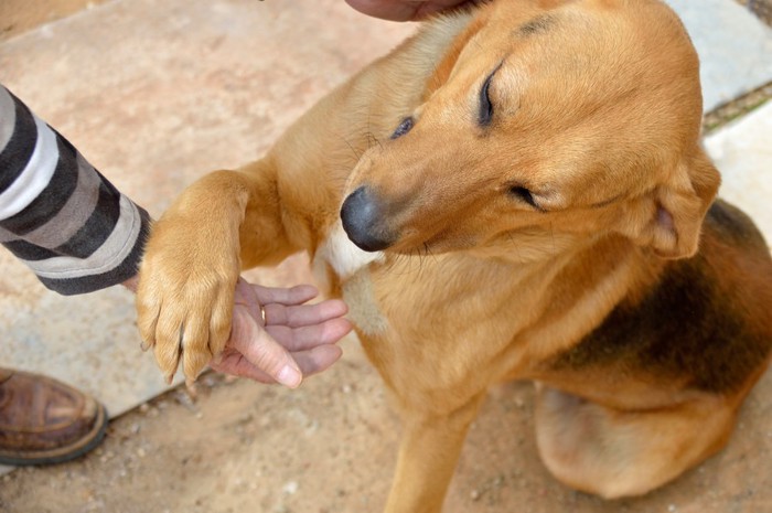 人の手に前足をかける犬