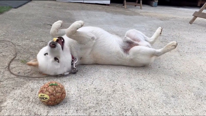 地面に寝転がる父親犬