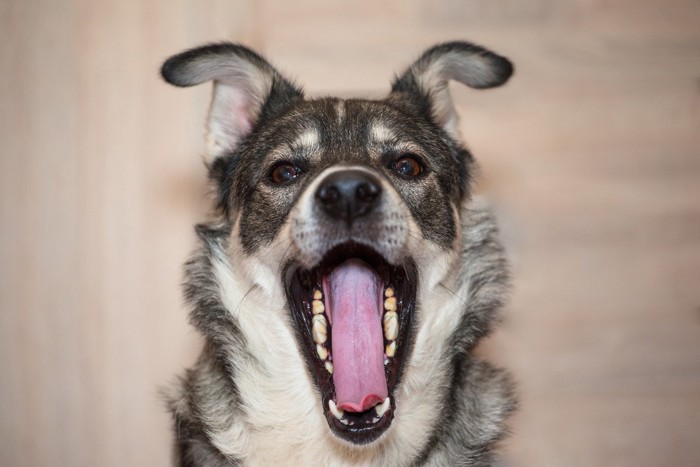 口を開けている犬