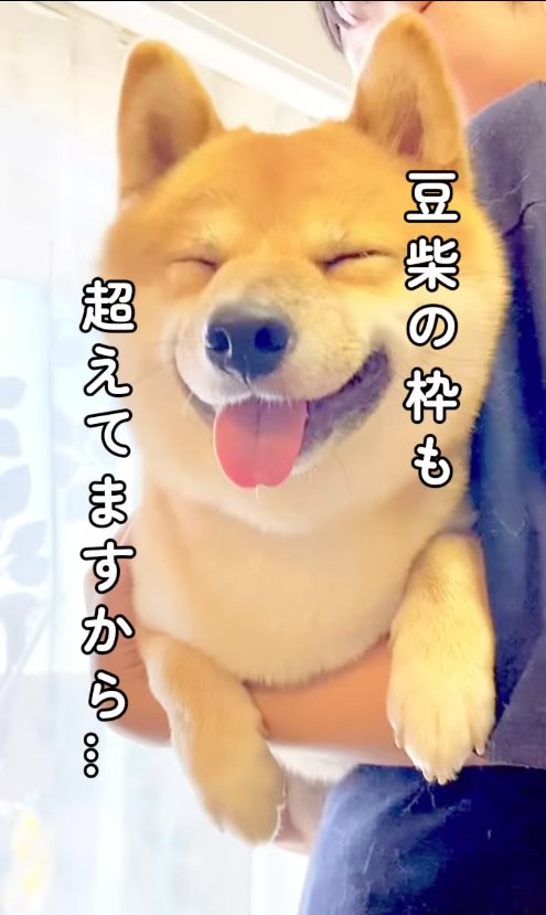 笑顔で抱っこされている柴犬