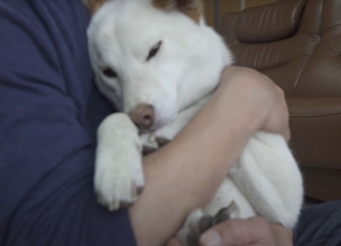 抱っこされてウトウトする犬