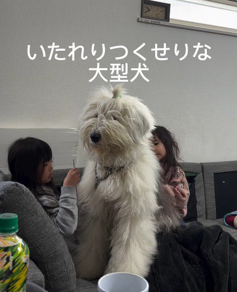 アリエルちゃんのブラッシング中